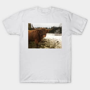 Scottish Highland Cattle Bull 2162 T-Shirt